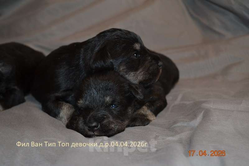 Собаки в Москве: Цвергшнауцер щенки девочки Девочка, Бесплатно - фото 2