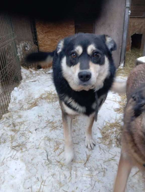 Собаки в Москве: Собака в добрые руки Мальчик, Бесплатно - фото 7