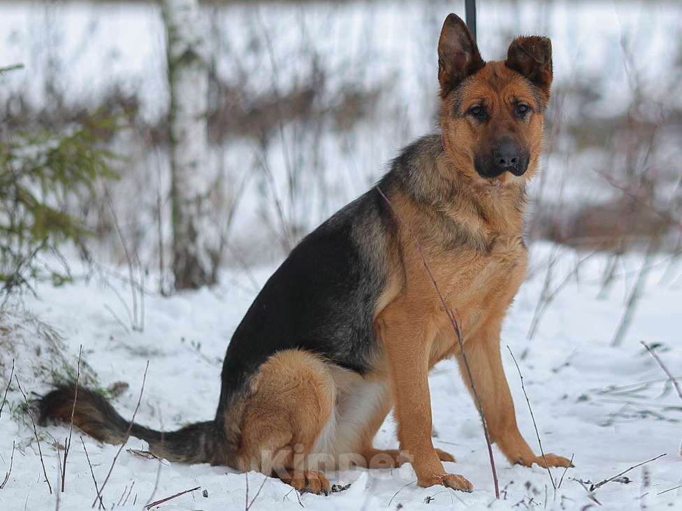 Собаки в Москве: Акулина, ласковая овчарка Девочка, 1 руб. - фото 5