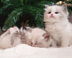 Кошки в других городах Московской области: Клубные котята рэгдолл - kitten ragdoll Мальчик, 70 000 руб. - фото 2