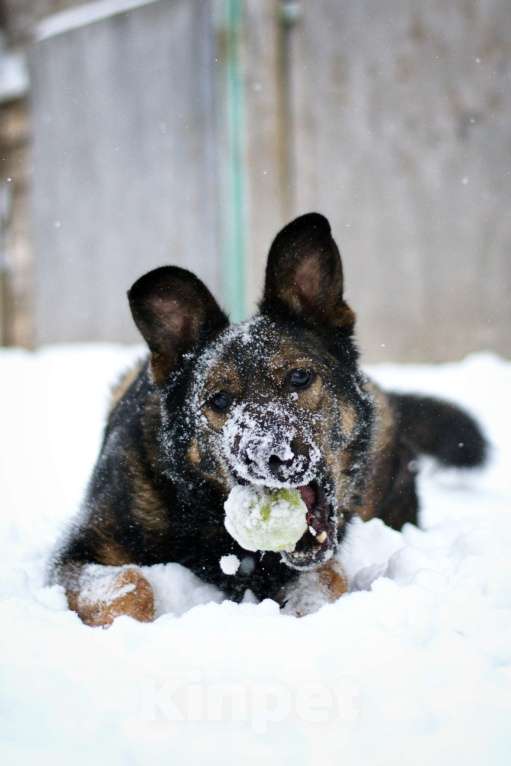Собаки в Москве: Алтай Мальчик, Бесплатно - фото 6