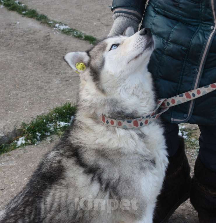 Собаки в Москве: Сибиряк Бриз ищет дом и своих людей. Мальчик, Бесплатно - фото 5