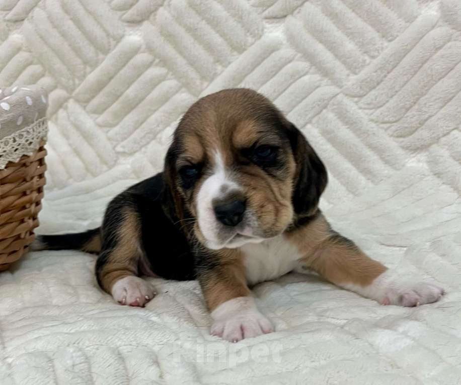 Собаки в Магнитогорске: Бигль Мальчик, 40 000 руб. - фото 1