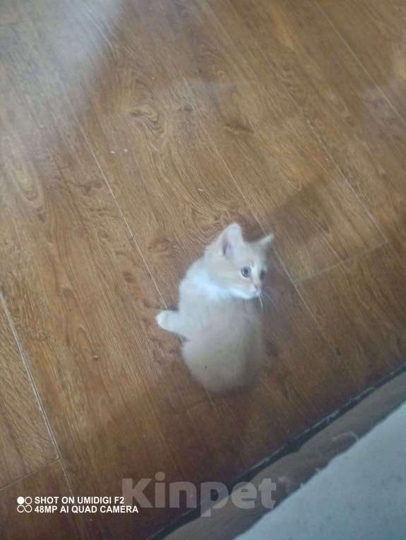 Кошки в Нелидово: Майкун   цвет золотистый Мальчик, 10 000 руб. - фото 4