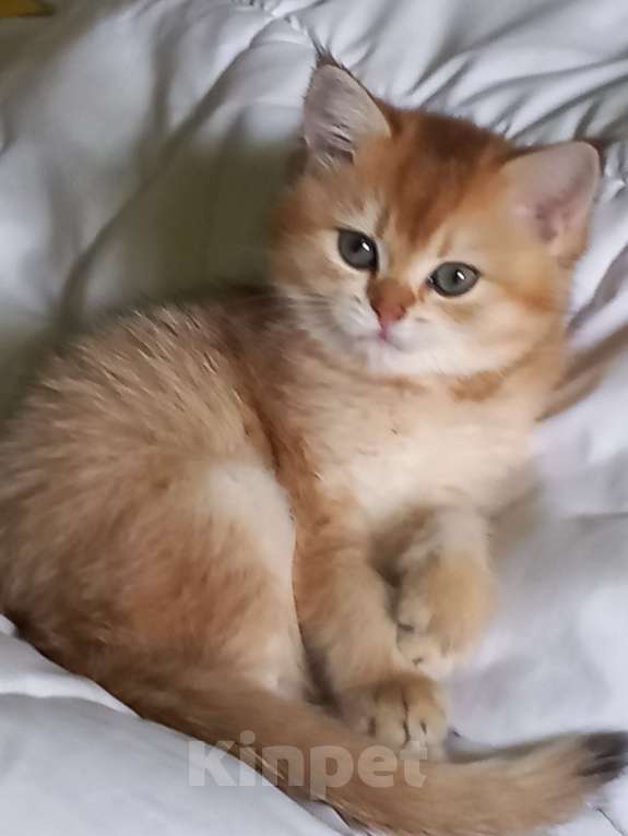 Кошки в Санкт-Петербурге: Кошка 2,5 месяца Bri 11(12). Продажа в любимцы 18000. В разведение цена обговаривается. Девочка, 18 000 руб. - фото 3