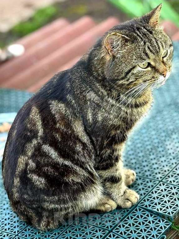 Кошки в Москве: Мраморный британский крупный кот Барсик в дар Мальчик, 1 руб. - фото 3