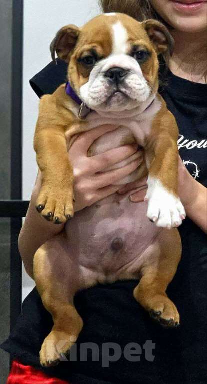 Собаки в Волгограде: Ждем своего человека 🐾 Мальчик, 85 000 руб. - фото 3