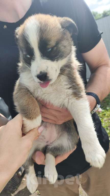 Собаки в других городах Орловской области: Щенки в добрые руки Девочка, Бесплатно - фото 2