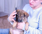 Собаки в Ногинске: Триша - щенок в добрые руки Девочка, Бесплатно - фото 6