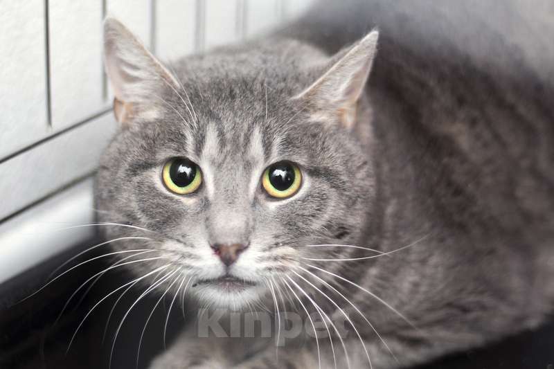 Кошки в Москве: Дважды преданный красивый кот Гермес в добрые руки Мальчик, 1 руб. - фото 3