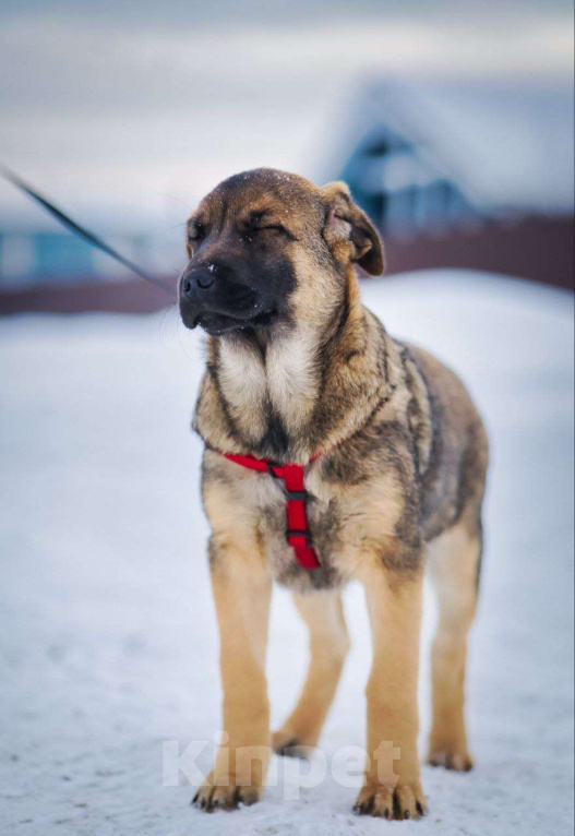 Собаки в других городах Московской области: Веселый парень Рокки хочет домой Мальчик, Бесплатно - фото 2