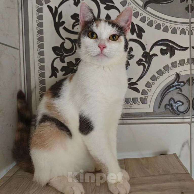 Кошки в Москве: Ласковая кошечка Вафелька Девочка, Бесплатно - фото 4