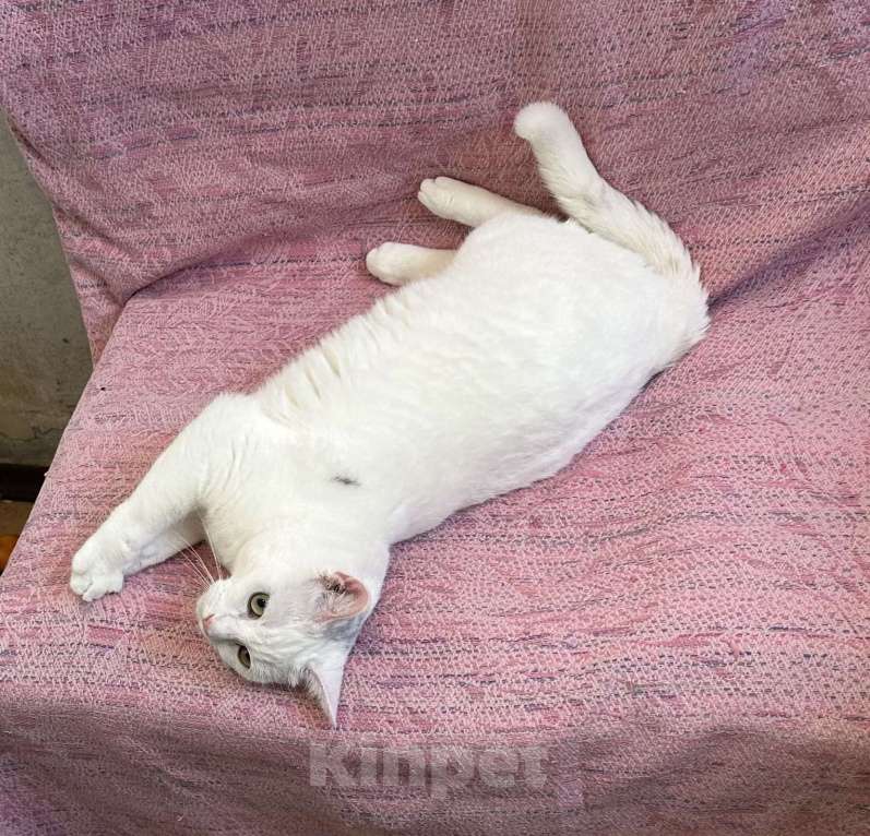 Кошки в Санкт-Петербурге: Белая кошка единственным питомцем Девочка, Бесплатно - фото 5