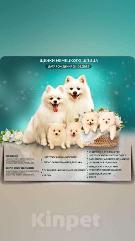 Собаки в Пензе: Щенок немецкого шпица  Мальчик, Бесплатно - фото 1