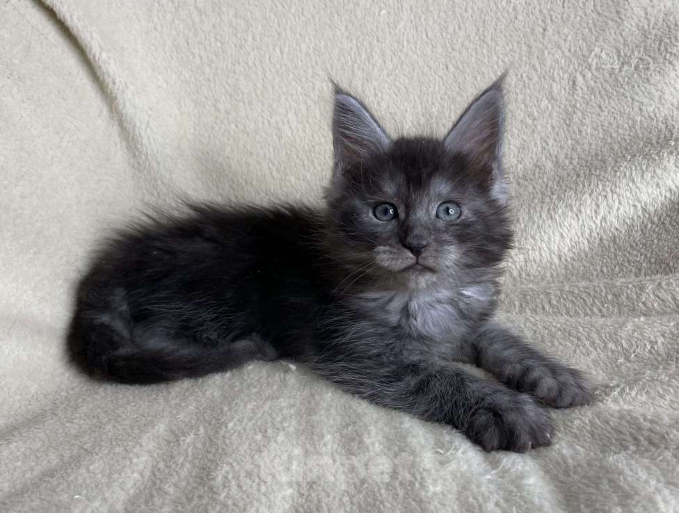 Кошки в Дмитрове: Черная дымчатая девочка мейн кун Wlasta Девочка, 40 000 руб. - фото 1