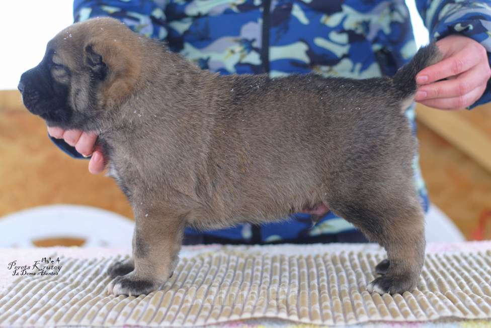 Собаки в Саратове: Роскошный кобель сао Мальчик, Бесплатно - фото 3