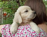 Собаки в Краснодаре: Золотистый ретривер щенок Мальчик, 45 000 руб. - фото 2