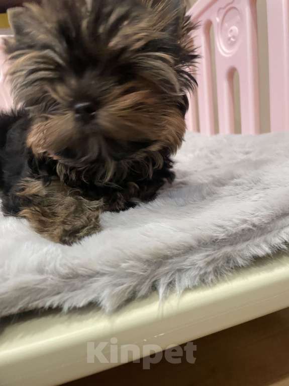 Собаки в Санкт-Петербурге: Мальчишки в продаже  Мальчик, 70 000 руб. - фото 4