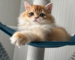 Кошки в Калининграде: Британская золотая шиншилла Мальчик, 35 000 руб. - фото 1