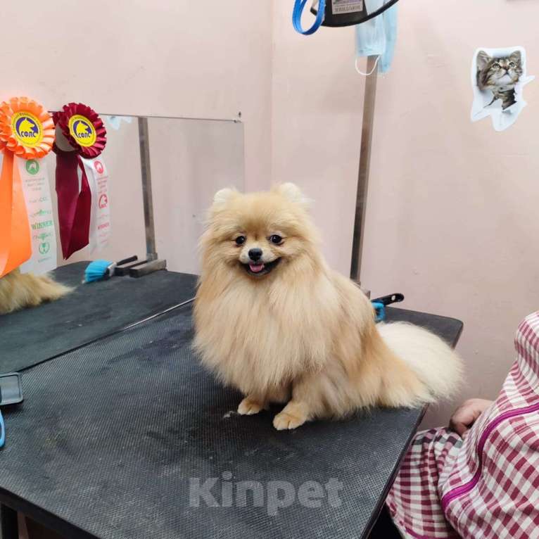 Собаки в Барнауле:  подростки девочки шпица Девочка, 35 000 руб. - фото 1