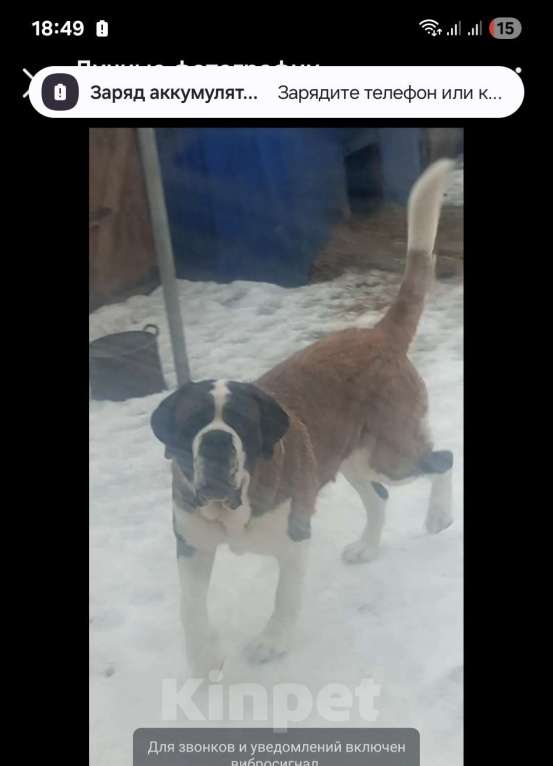 Собаки в Самаре: Малыши сенбернара Мальчик, 80 000 руб. - фото 8