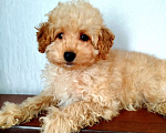 Собаки в Калаче: Пуделяшки Мальчик, 25 000 руб. - фото 2