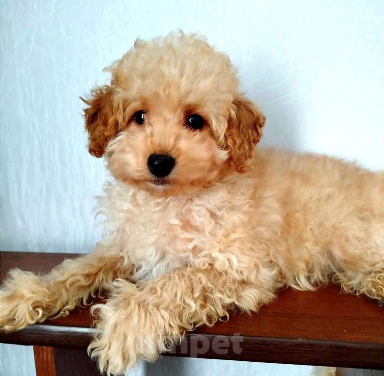 Собаки в Калаче: Пуделяшки Мальчик, 25 000 руб. - фото 2