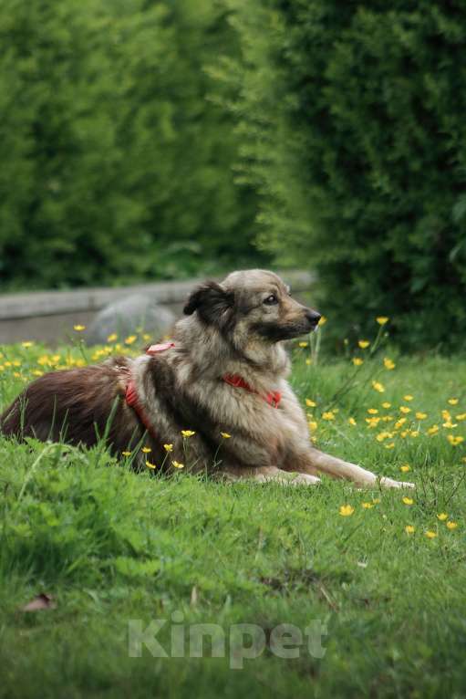 Собаки в Москве: Шикарный Сингер ищет дом Мальчик, Бесплатно - фото 4