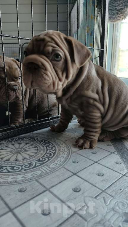Собаки в Красногорске: Щенок французского бульдога бигропп Мальчик, 280 000 руб. - фото 2
