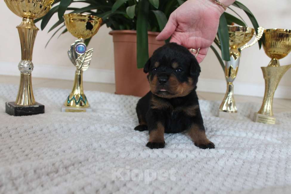 Собаки в других городах Ленинградской области: Питомник "АЛАГРОС" предлагает щенков ротвейлера Девочка, 55 000 руб. - фото 5