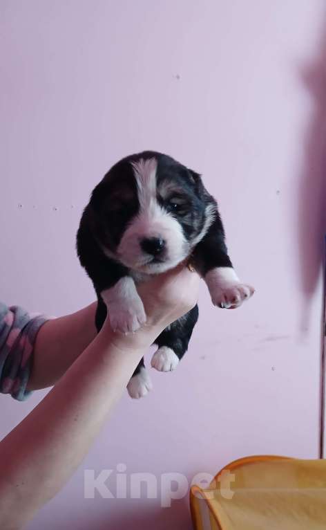 Собаки в Владимире: Щенки Алабая Мальчик, 16 000 руб. - фото 5