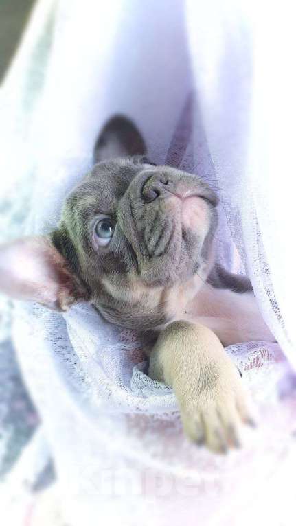 Собаки в Москве: Щенки французского бульдога лилак тан Мальчик, 80 000 руб. - фото 4