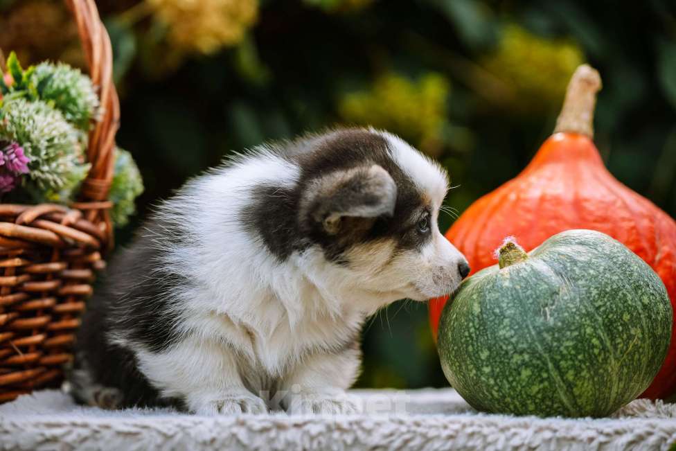 Собаки в Новосибирске: Вельш Корги Пемброк Моргана ле Фэй Девочка, 65 000 руб. - фото 4
