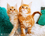 Кошки в Кингисеппе: Мейн куны рыжие морды, 10 000 руб. - фото 2