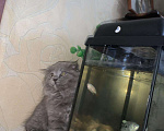 Кошки в Нытве: Котёнок, 6 500 руб. - фото 4