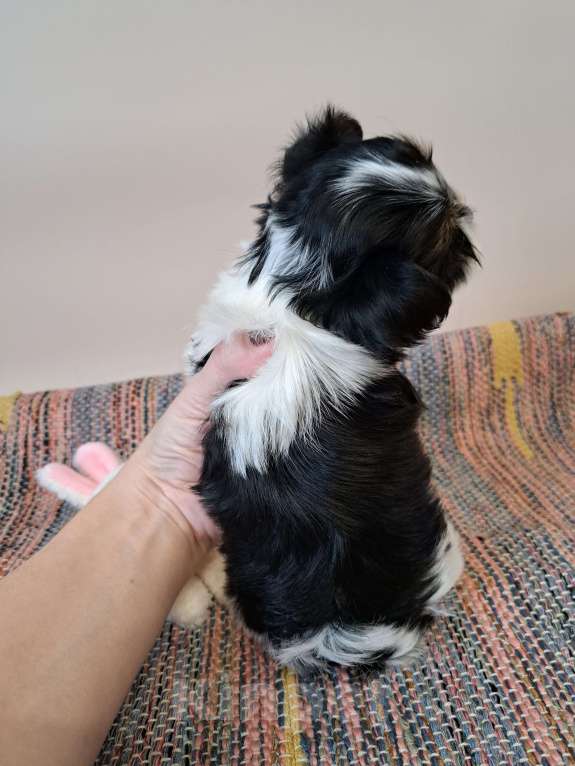 Собаки в Москве: Мини девочка Бивер Девочка, 135 000 руб. - фото 2