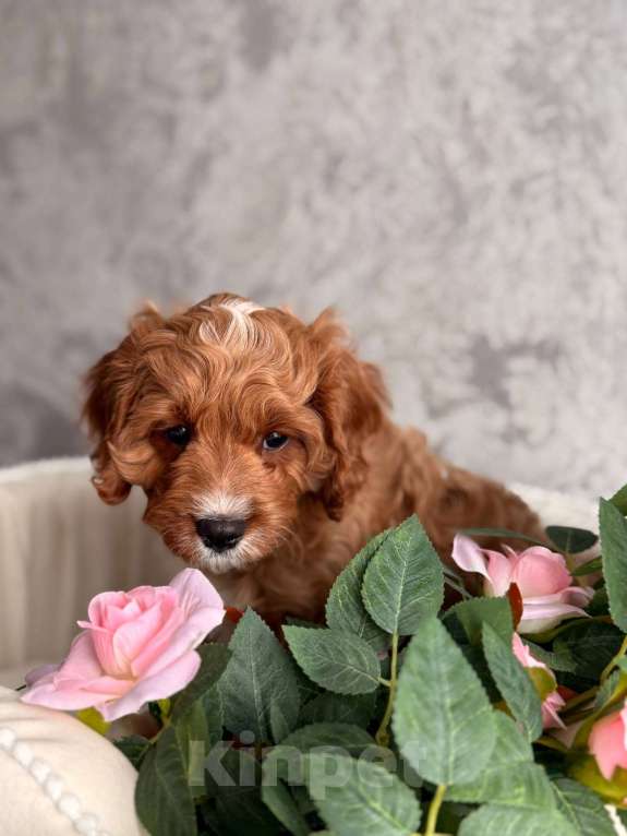 Собаки в Москве: Кавапу щенок Мальчик, Бесплатно - фото 2