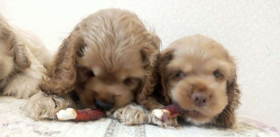 Собаки в Смоленске:   Щенки американского кокера Мальчик, 25 000 руб. - фото 3