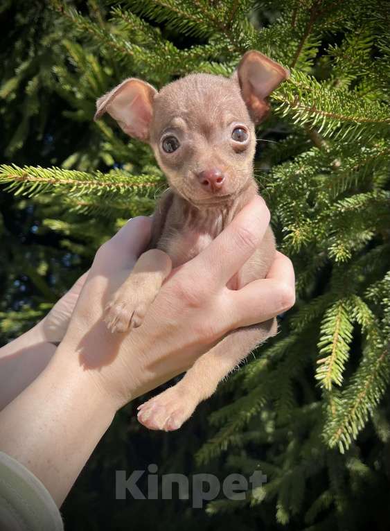 Собаки в Санкт-Петербурге: Щенок русского тоя Мальчик, 50 000 руб. - фото 2