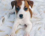 Собаки в других городах Московской области: Мальчик Парсон Рассел терьера Мальчик, 45 000 руб. - фото 1
