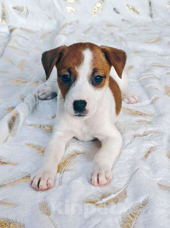 Собаки в других городах Московской области: Мальчик Парсон Рассел терьера Мальчик, 45 000 руб. - фото 1