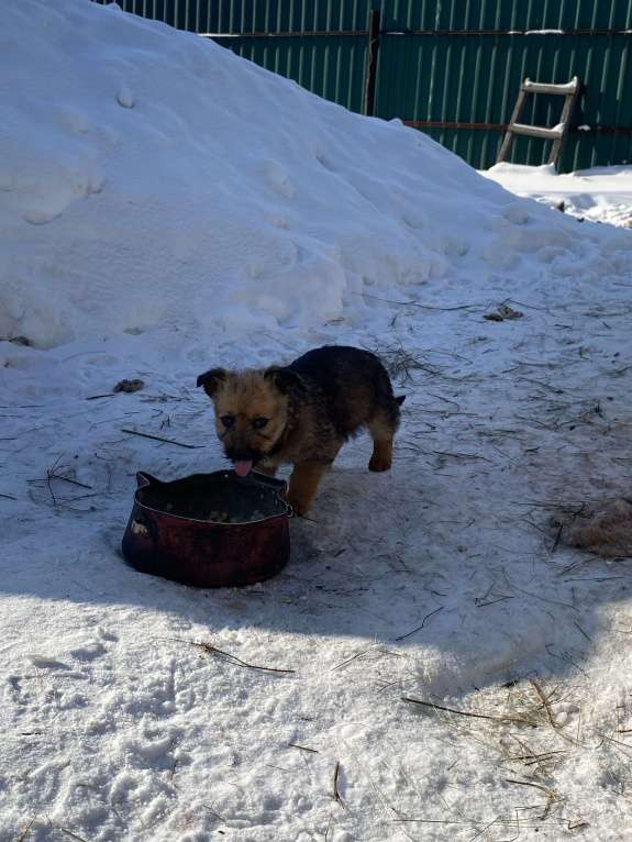 Собаки в Кемерово: Девочка рыжая  Девочка, Бесплатно - фото 3