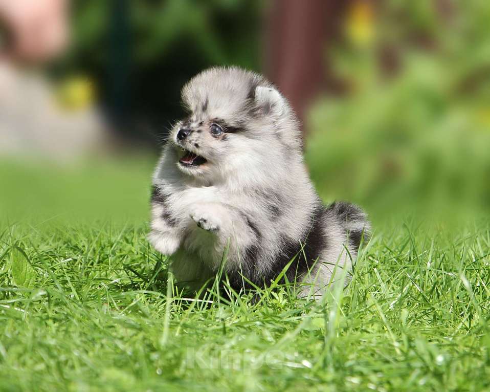 Собаки в Москве: Мраморный мальчик Мальчик, 60 000 руб. - фото 2