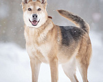 Собаки в Москве: Верной, преданной собаке Мяте очень нужен свой родной человек, она ждет и надеется на встречу! Девочка, Бесплатно - фото 5