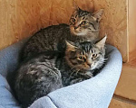 Кошки в Москве: Саймон и Сэм, домашние котята-подростки в добрые руки Мальчик, 10 руб. - фото 1