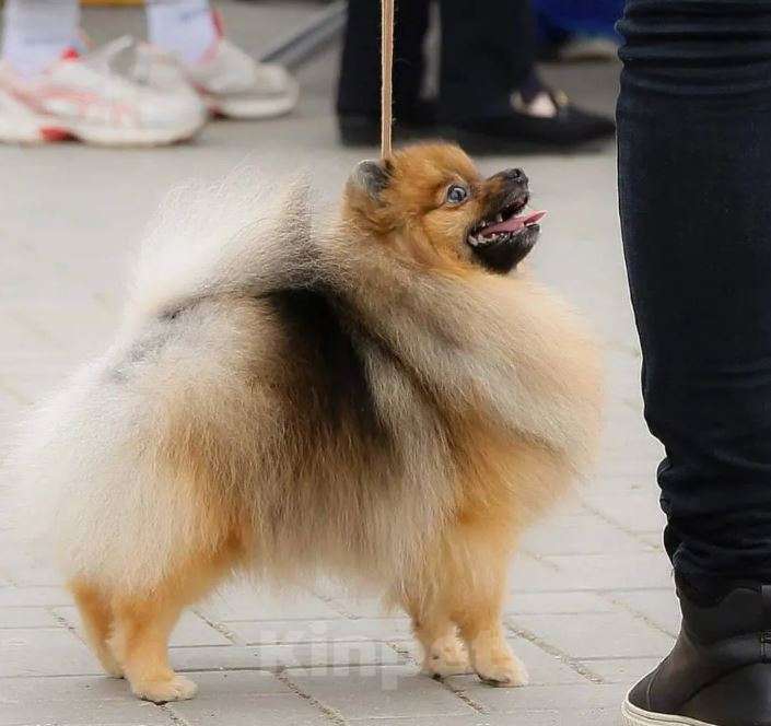 Собаки в Самаре: Детки шпица из питомника Девочка, Бесплатно - фото 2