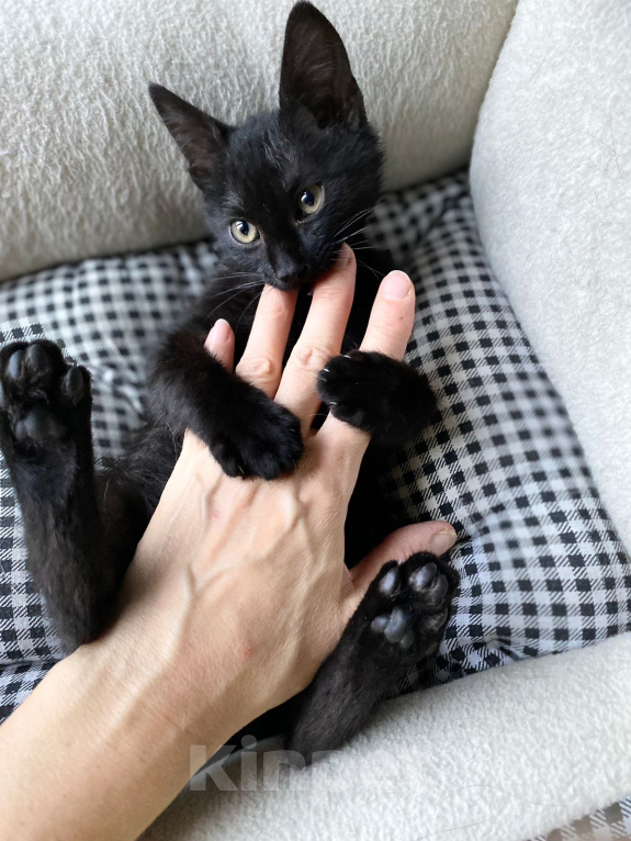 Кошки в Москве: Компанейский игрун Бумер, черный котенок ищет семью Мальчик, Бесплатно - фото 1