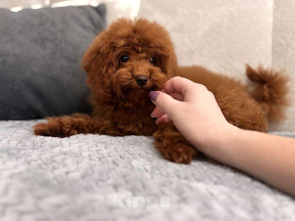 Собаки в Лиски: Той-пудель  Мальчик, 80 000 руб. - фото 1