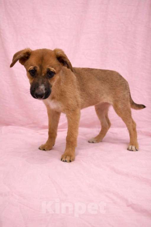 Собаки в Химках: Девочка Минди Девочка, Бесплатно - фото 4