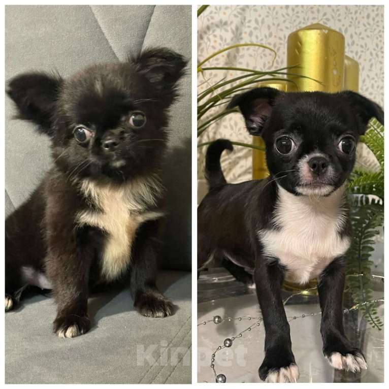 Собаки в Ростове-на-Дону: Девочки чишечки Девочка, 25 000 руб. - фото 3